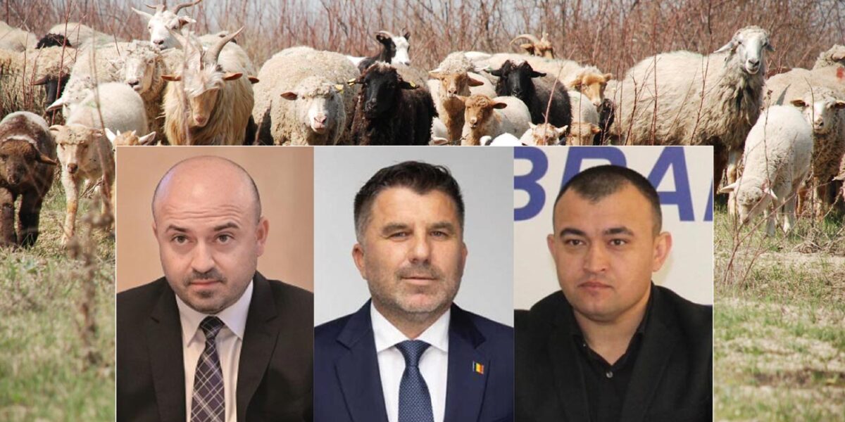 Parlamentarii-fermieri despre despăgubirea crescătorilor de oi