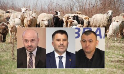 Parlamentarii-fermieri despre despăgubirea crescătorilor de oi