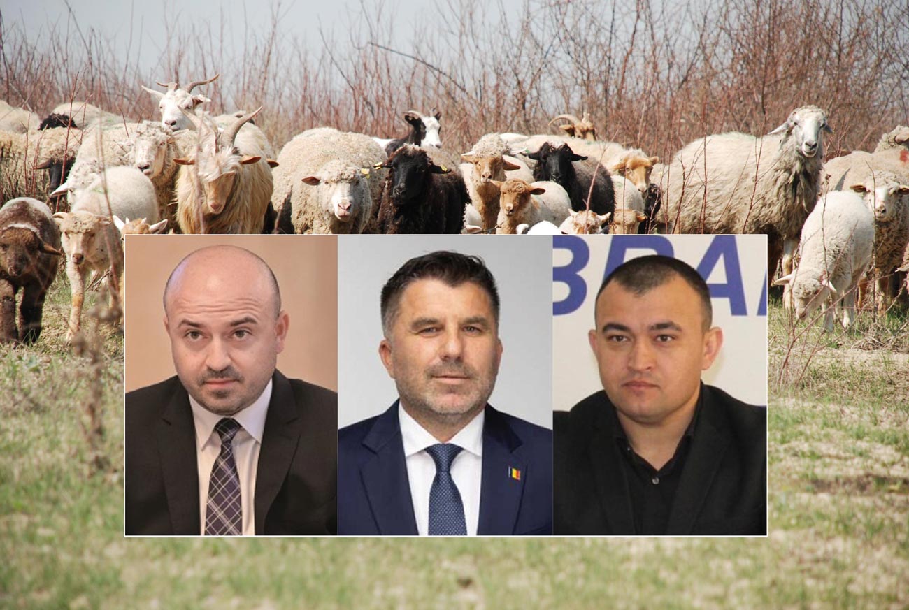 Parlamentarii-fermieri despre despăgubirea crescătorilor de oi