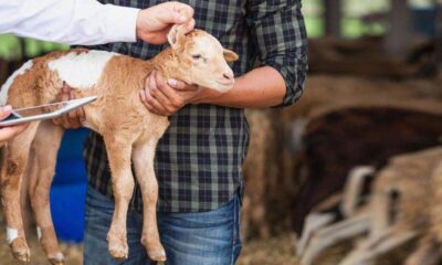 Autoritățile brăilene, în luptă cu variola ovină și caprină