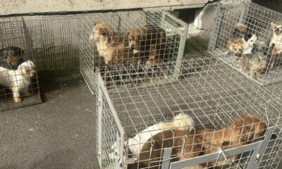 O femeie care ţinea zeci de câini în condiţii îngrozitoare a fost trimisă în judecată pentru uciderea şi schingiuirea animalelor
