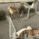 O femeie care ţinea zeci de câini în condiţii îngrozitoare a fost trimisă în judecată pentru uciderea şi schingiuirea animalelor