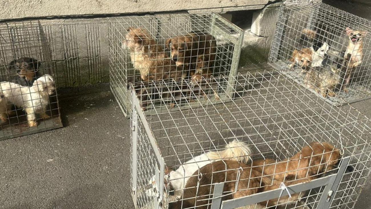 O femeie care ţinea zeci de câini în condiţii îngrozitoare a fost trimisă în judecată pentru uciderea şi schingiuirea animalelor