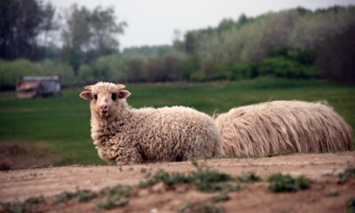Autoritățile rămân în alertă. Se fac eforturi ca noul focar de variolă ovină de la Gemenele să fie ținut sub control