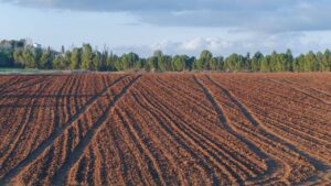 Un fermier și-a distrus 10 hectare de recolte, după ce a urmat sfaturile inteligenței artificiale