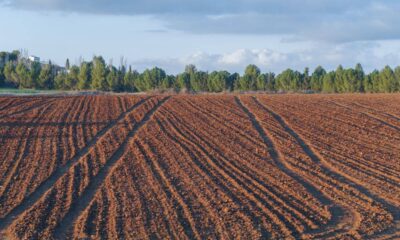 Un fermier și-a distrus 10 hectare de recolte, după ce a urmat sfaturile inteligenței artificiale