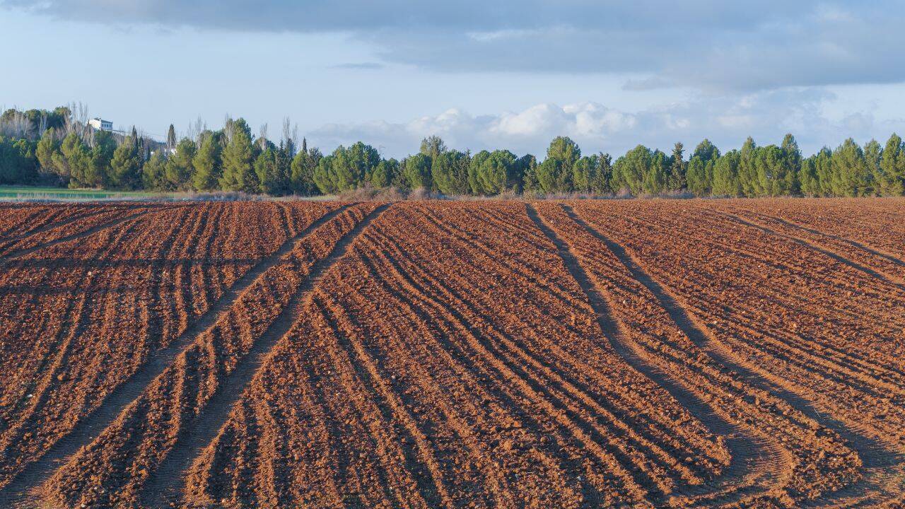 Un fermier și-a distrus 10 hectare de recolte, după ce a urmat sfaturile inteligenței artificiale