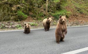 Urșii de pe Transfăgărășan au devenit o atracție pentru turiști