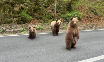 Urșii de pe Transfăgărășan au devenit o atracție pentru turiști