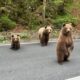 Urșii de pe Transfăgărășan au devenit o atracție pentru turiști