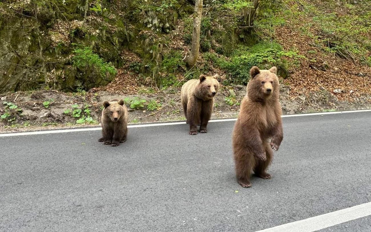 Urșii de pe Transfăgărășan au devenit o atracție pentru turiști