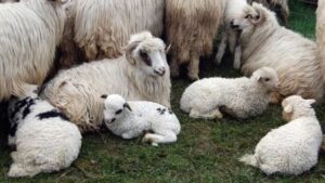 Focar de variolă ovină la Măxineni. 50 de medici veterinari intervin pe teren