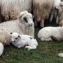 Focar de variolă ovină la Măxineni. 50 de medici veterinari intervin pe teren