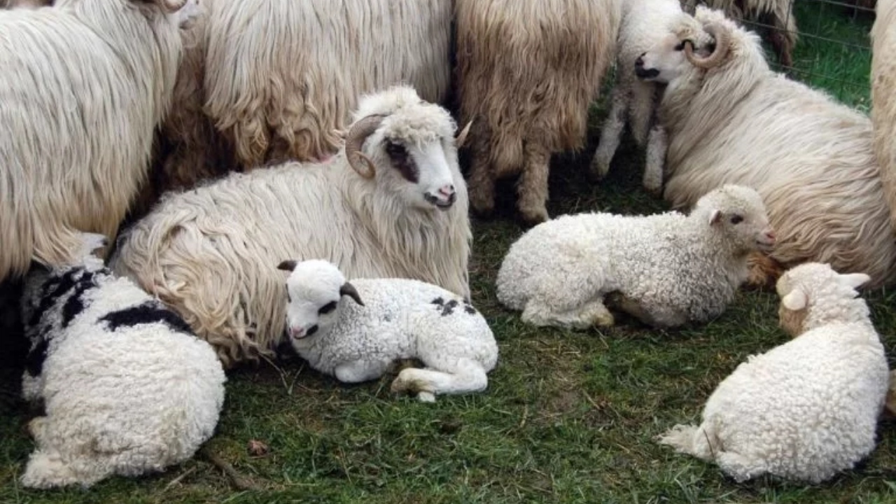 Focar de variolă ovină la Măxineni. 50 de medici veterinari intervin pe teren