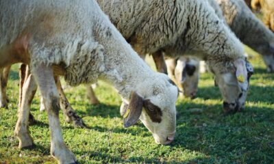 Alertă printre crescătorii de oi și capre din județul Brăila. Suspiciuni de variolă ovină la Măxineni