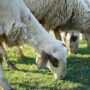 Alertă printre crescătorii de oi și capre din județul Brăila. Suspiciuni de variolă ovină la Măxineni