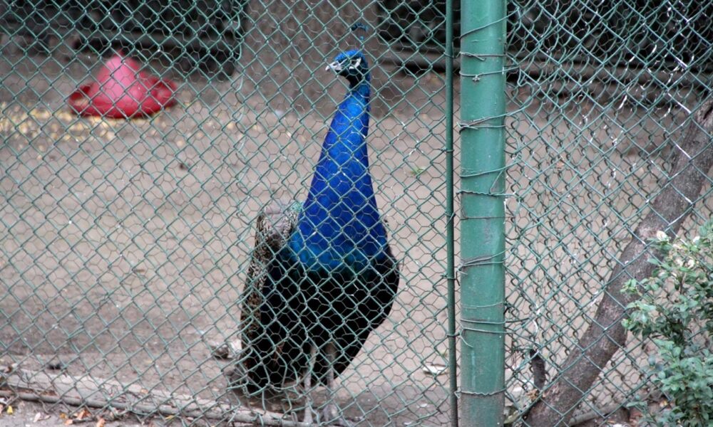 Administrația Dragomir. Regulament nou la ZOO