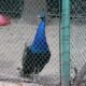 Administrația Dragomir. Regulament nou la ZOO