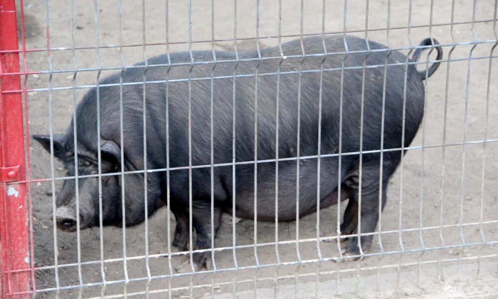 Administrația Dragomir. Regulament nou la ZOO