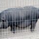 Administrația Dragomir. Regulament nou la ZOO