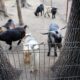 Administrația Dragomir. Regulament nou la ZOO