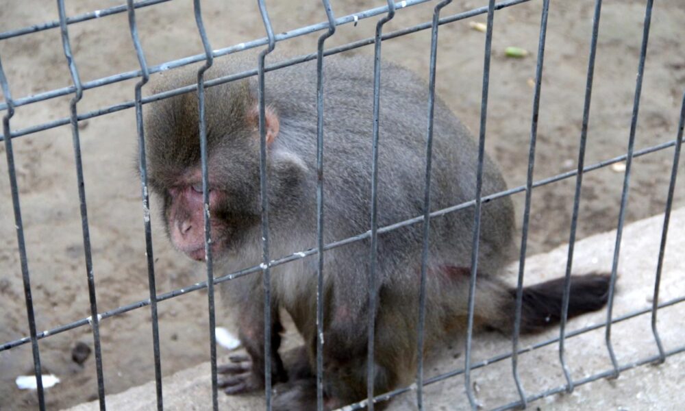 Administrația Dragomir. Regulament nou la ZOO