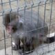 Administrația Dragomir. Regulament nou la ZOO