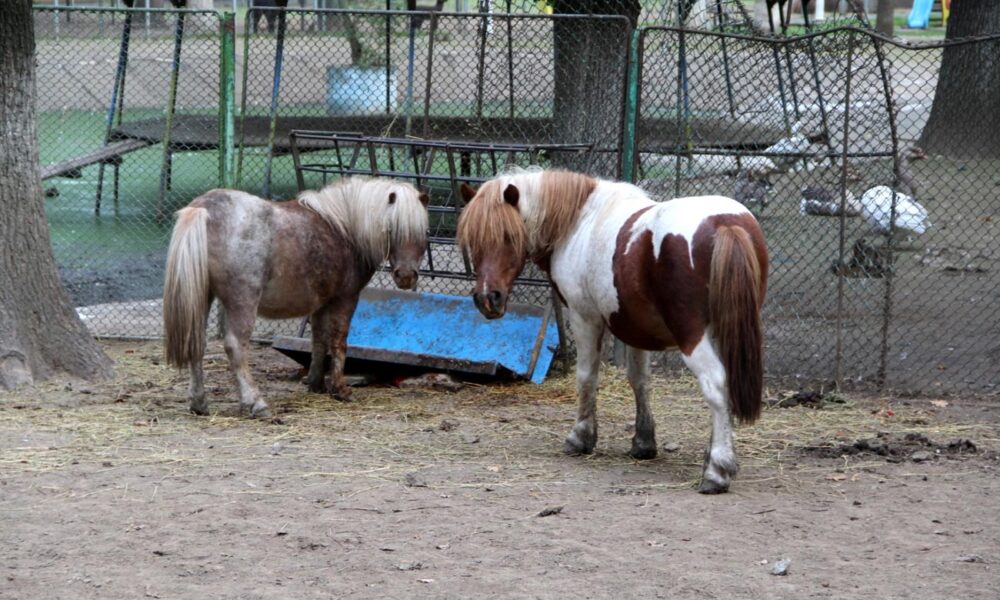 Administrația Dragomir. Regulament nou la ZOO