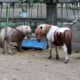 Administrația Dragomir. Regulament nou la ZOO