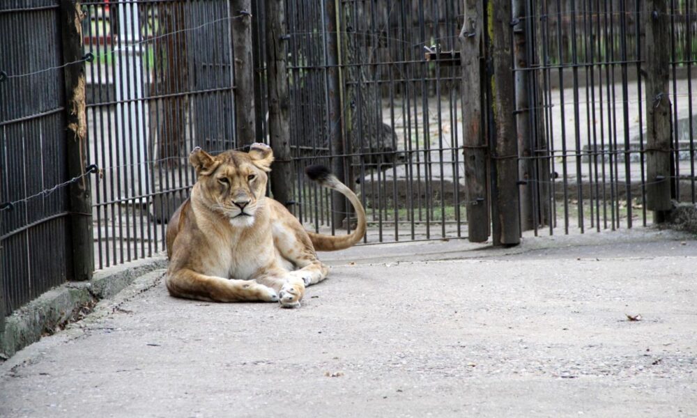 Administrația Dragomir. Regulament nou la ZOO