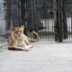 Administrația Dragomir. Regulament nou la ZOO