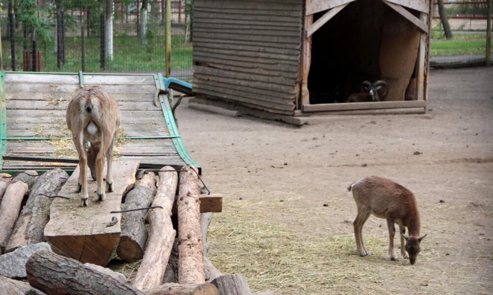 Administrația Dragomir. Regulament nou la ZOO