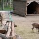 Administrația Dragomir. Regulament nou la ZOO