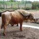 Administrația Dragomir. Regulament nou la ZOO
