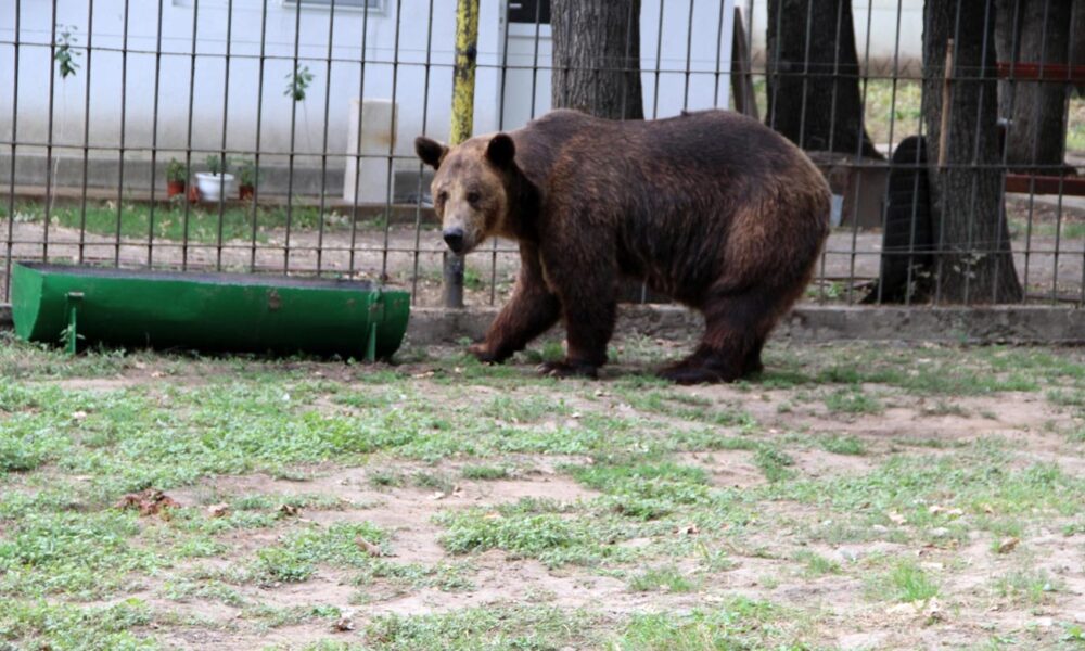 Administrația Dragomir. Regulament nou la ZOO
