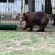 Administrația Dragomir. Regulament nou la ZOO