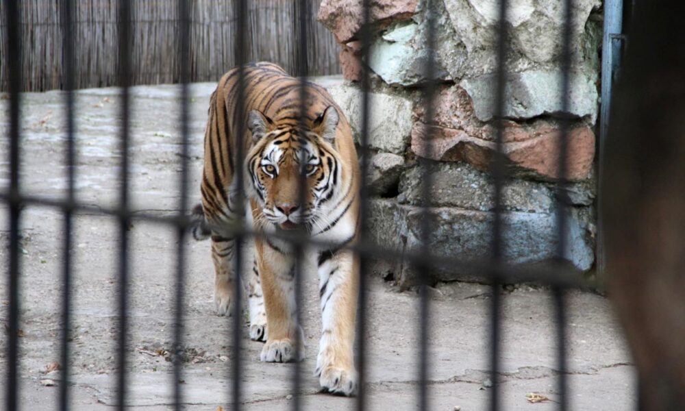 Administrația Dragomir. Regulament nou la ZOO