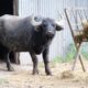 Administrația Dragomir. Regulament nou la ZOO