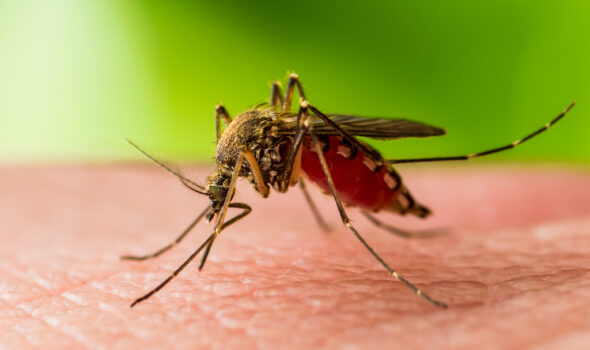 Încă trei cazuri de infecție cu virusul West Nile la Brăila