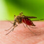 Încă trei cazuri de infecție cu virusul West Nile la Brăila
