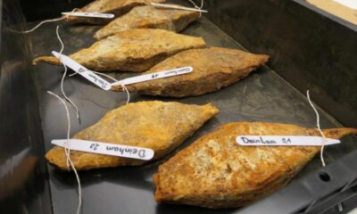 Comoară veche de peste 2.000 de ani, scoasă din Dunăre