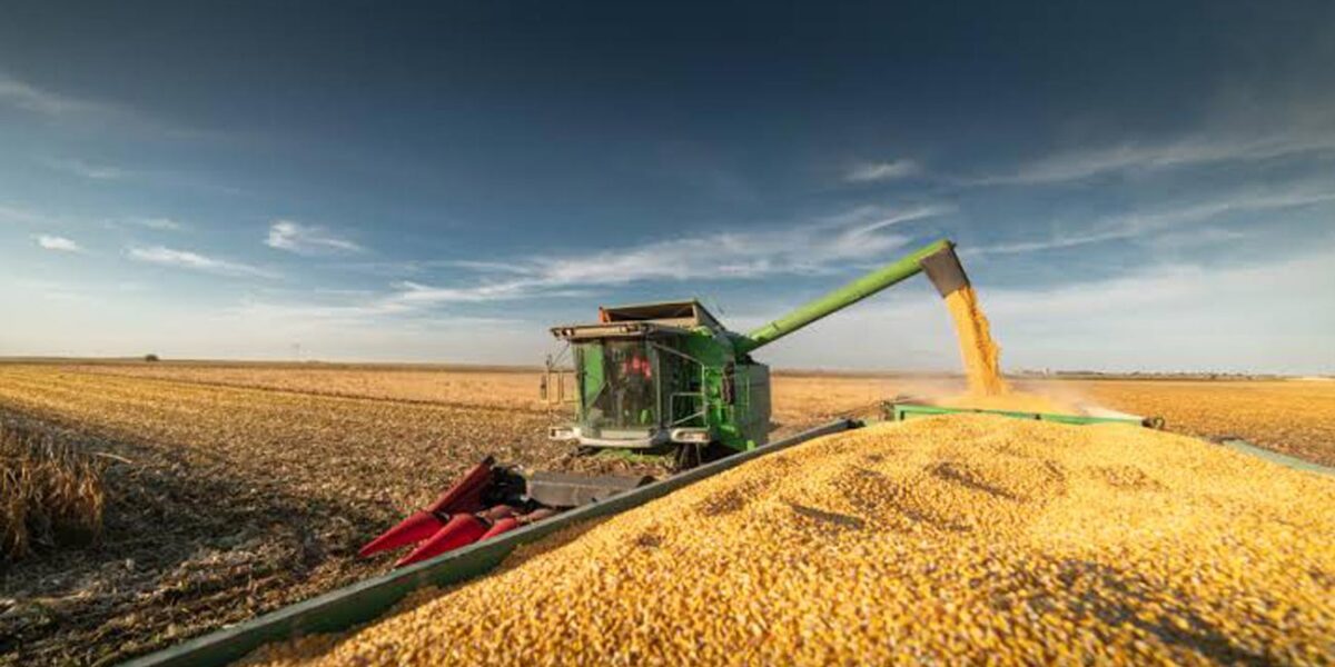 An agricol de excepție. A plouat în mai, avem mălai!