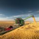 An agricol de excepție. A plouat în mai, avem mălai!