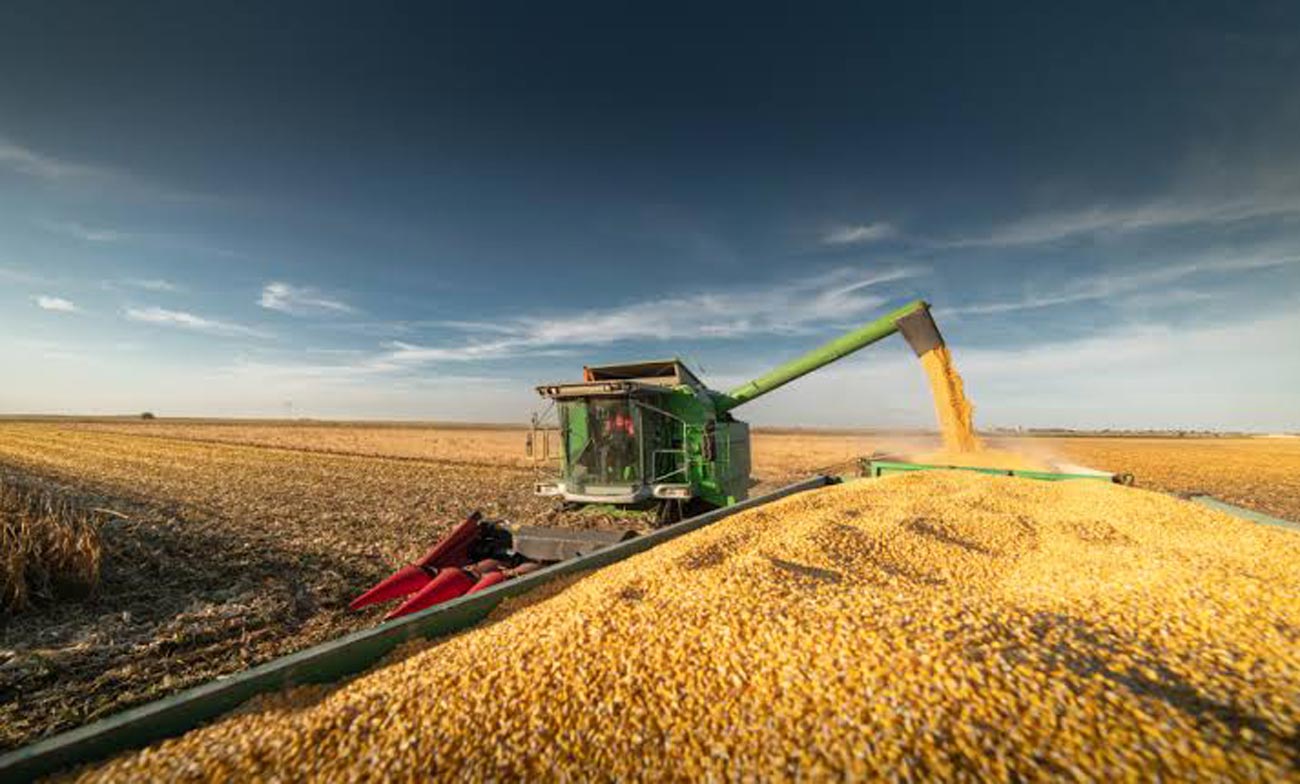An agricol de excepție. A plouat în mai, avem mălai!