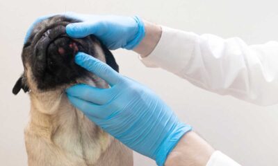 Cum contribuie investigațiile din cadrul clinicilor PartnerVet la identificarea afecțiunilor dermatologice la animalele de companie