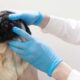 Cum contribuie investigațiile din cadrul clinicilor PartnerVet la identificarea afecțiunilor dermatologice la animalele de companie