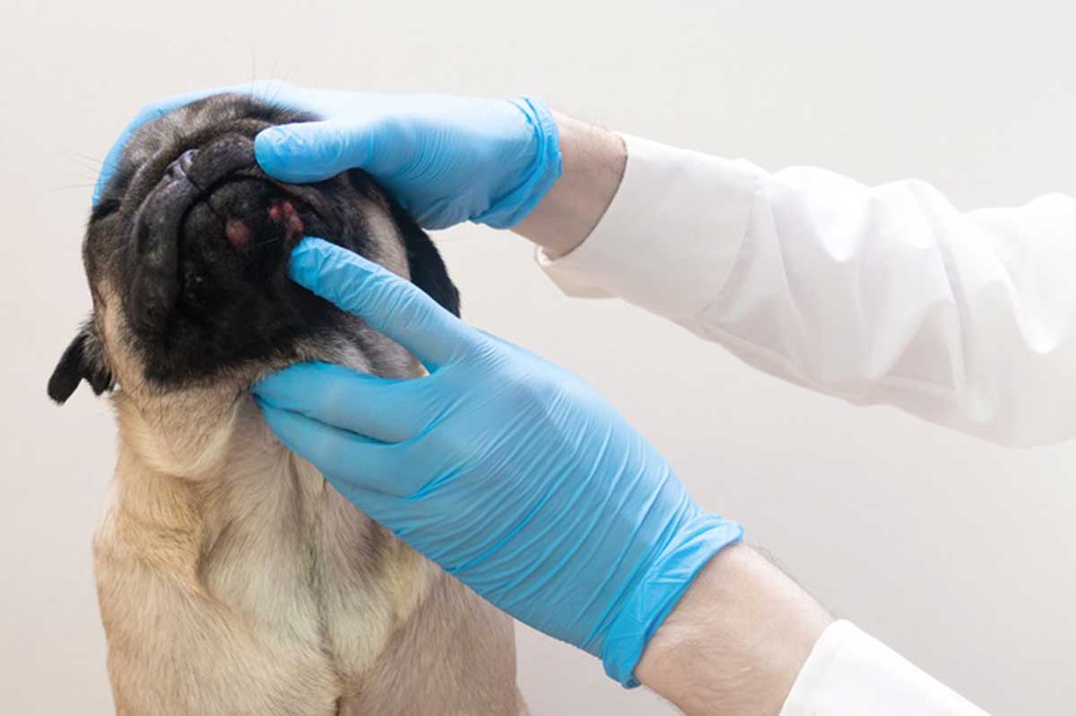 Cum contribuie investigațiile din cadrul clinicilor PartnerVet la identificarea afecțiunilor dermatologice la animalele de companie