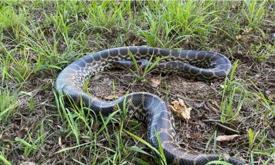 anaconda pe dunare