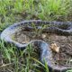 anaconda pe dunare