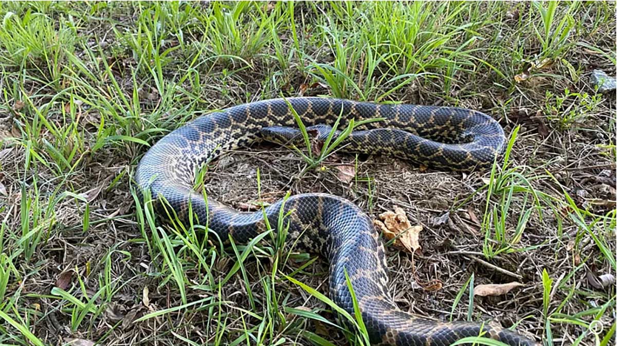 anaconda pe dunare